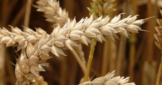 Tarwe: de geschiedenis en hoe dit graan veranderd is Tarwe: het bekendste graan in brood. Is het echt ongezond?