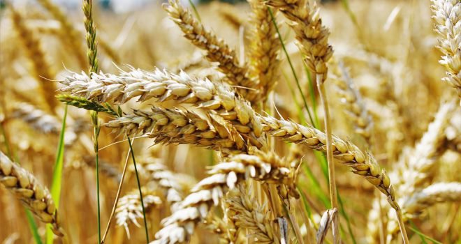 oergranen in dagelijkse voeding Oergranen in voeding stimuleert gezondheid!